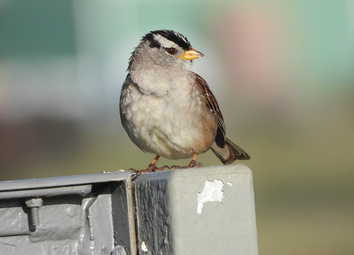 White-crowned Sparrow - ML618250649