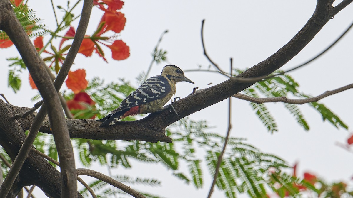 Fulvous-breasted Woodpecker - ML618250664