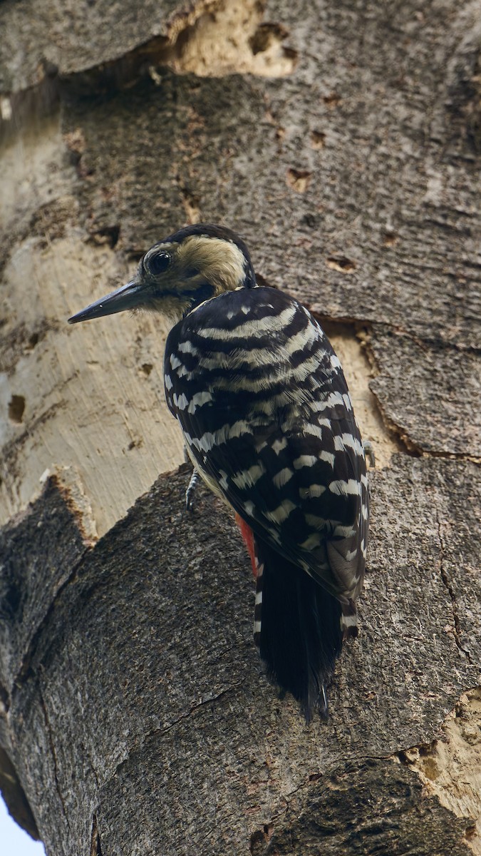 Fulvous-breasted Woodpecker - ML618250665