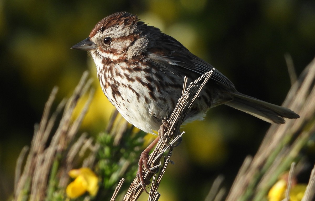 Song Sparrow - Paul Lewis