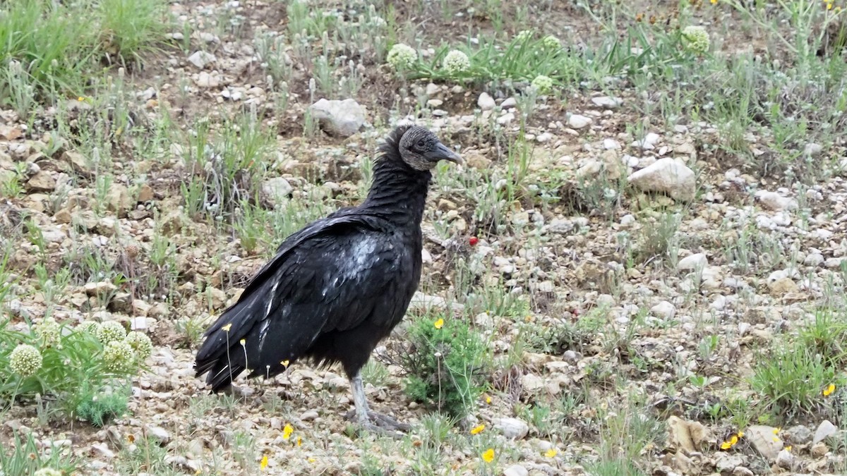 Black Vulture - ML618250695