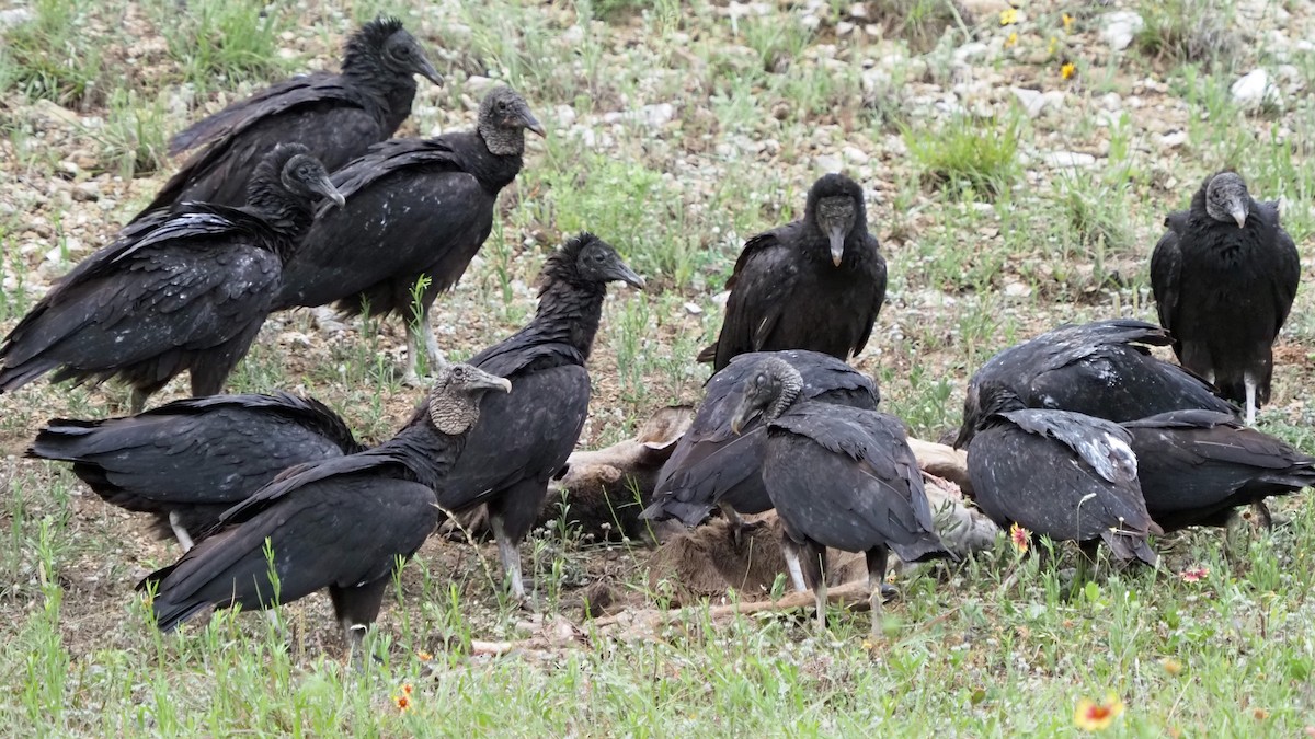 Black Vulture - Andrew McCormick