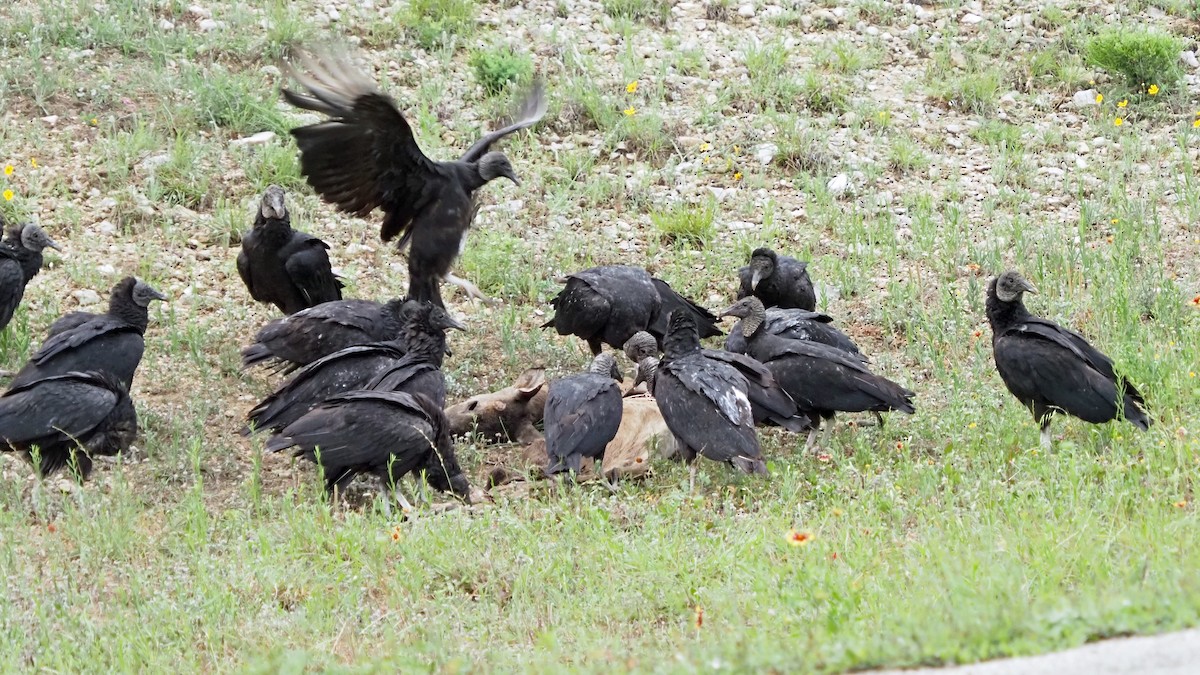Black Vulture - ML618250698