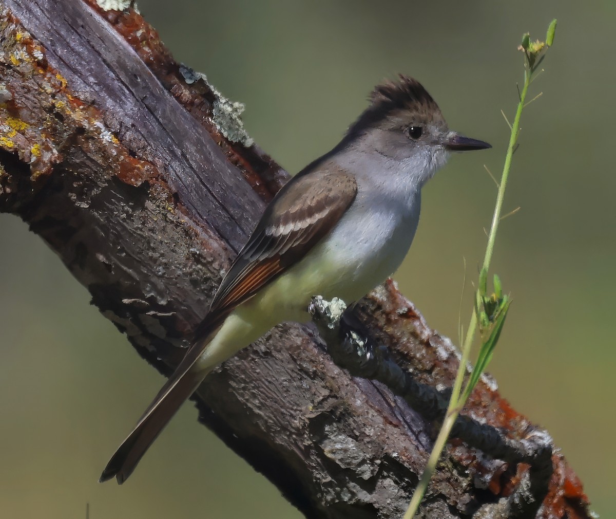 Ash-throated Flycatcher - Constance Vigno