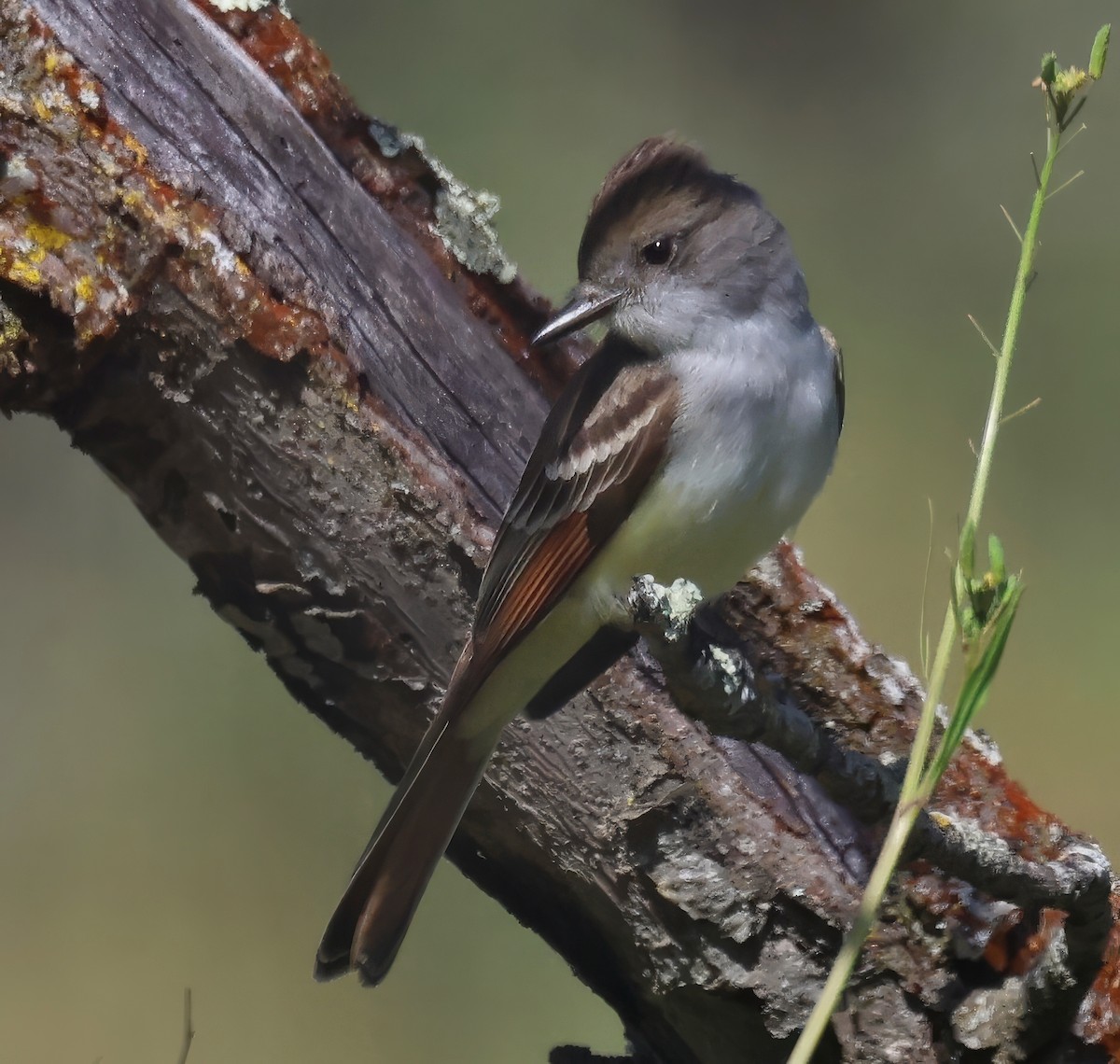 Ash-throated Flycatcher - Constance Vigno