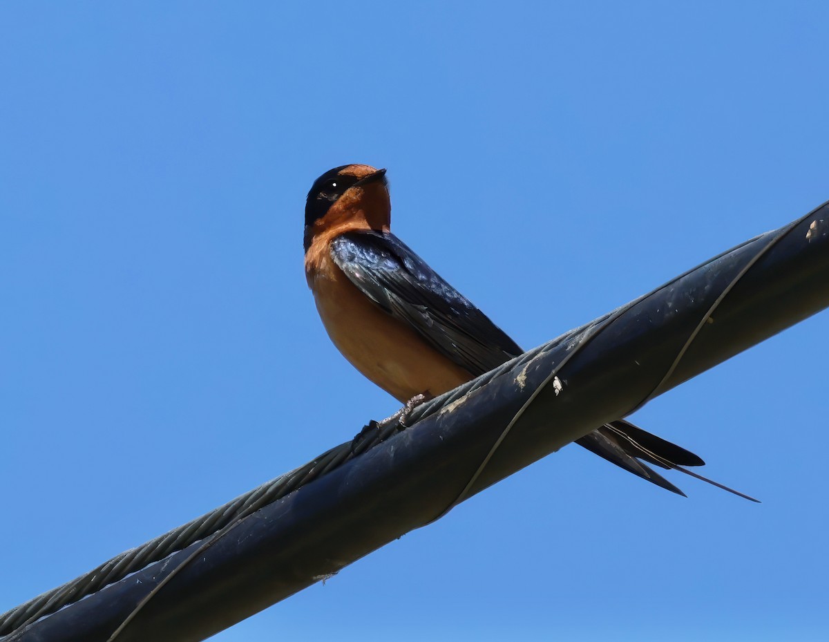 Barn Swallow - Constance Vigno