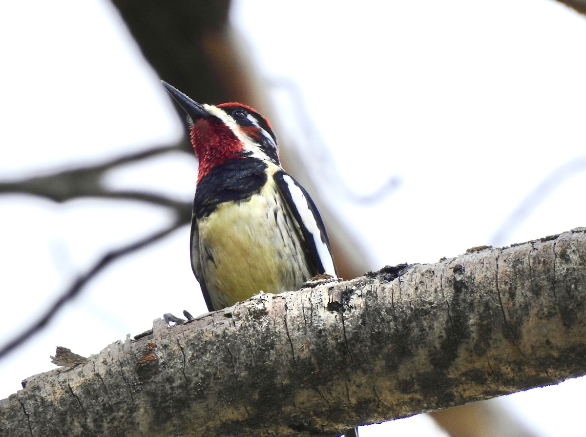 Red-naped/Red-breasted Sapsucker - Bart Valentine