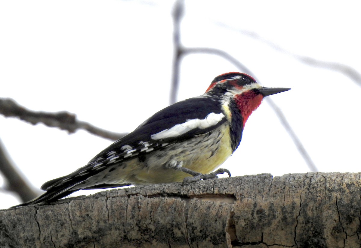 Red-naped/Red-breasted Sapsucker - ML618250733
