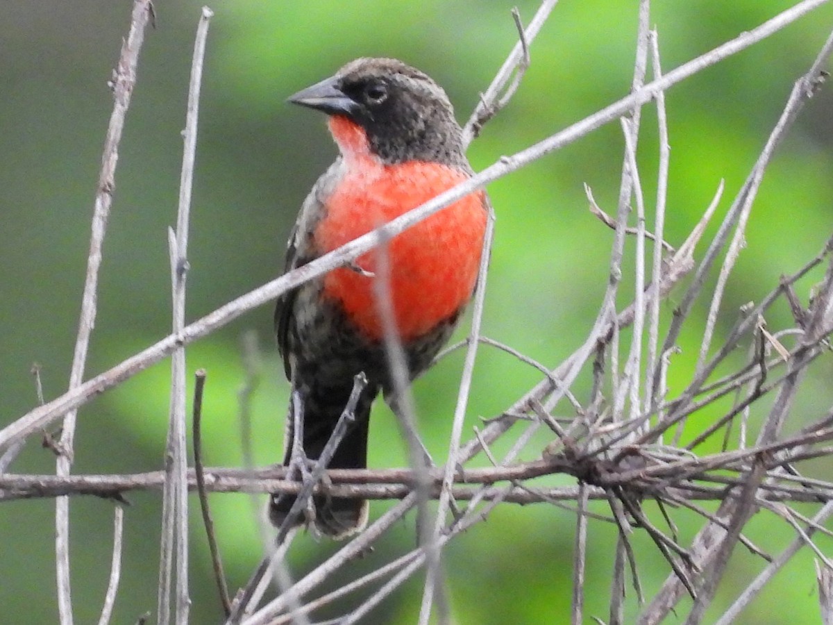 Red-breasted Meadowlark - ML618250752