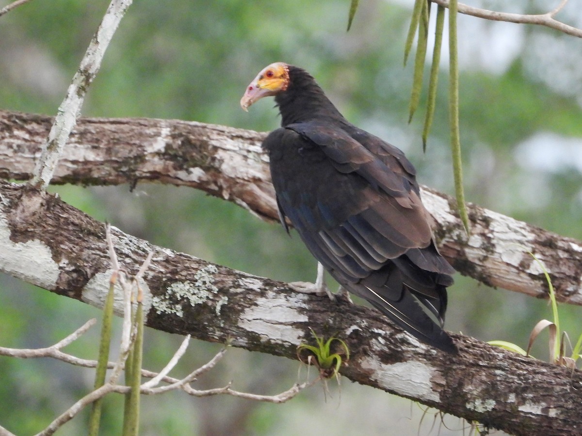 Lesser Yellow-headed Vulture - Mary Leigh