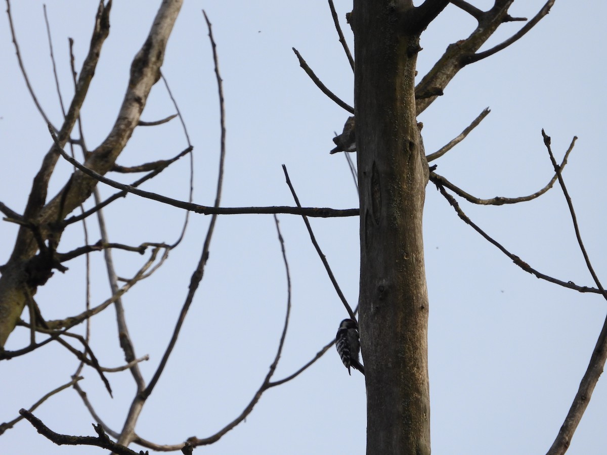Lesser Spotted Woodpecker - ML618250767