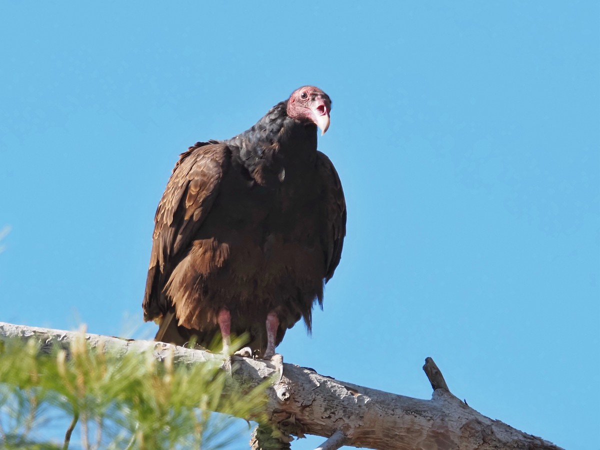 Turkey Vulture - Gjon Hazard