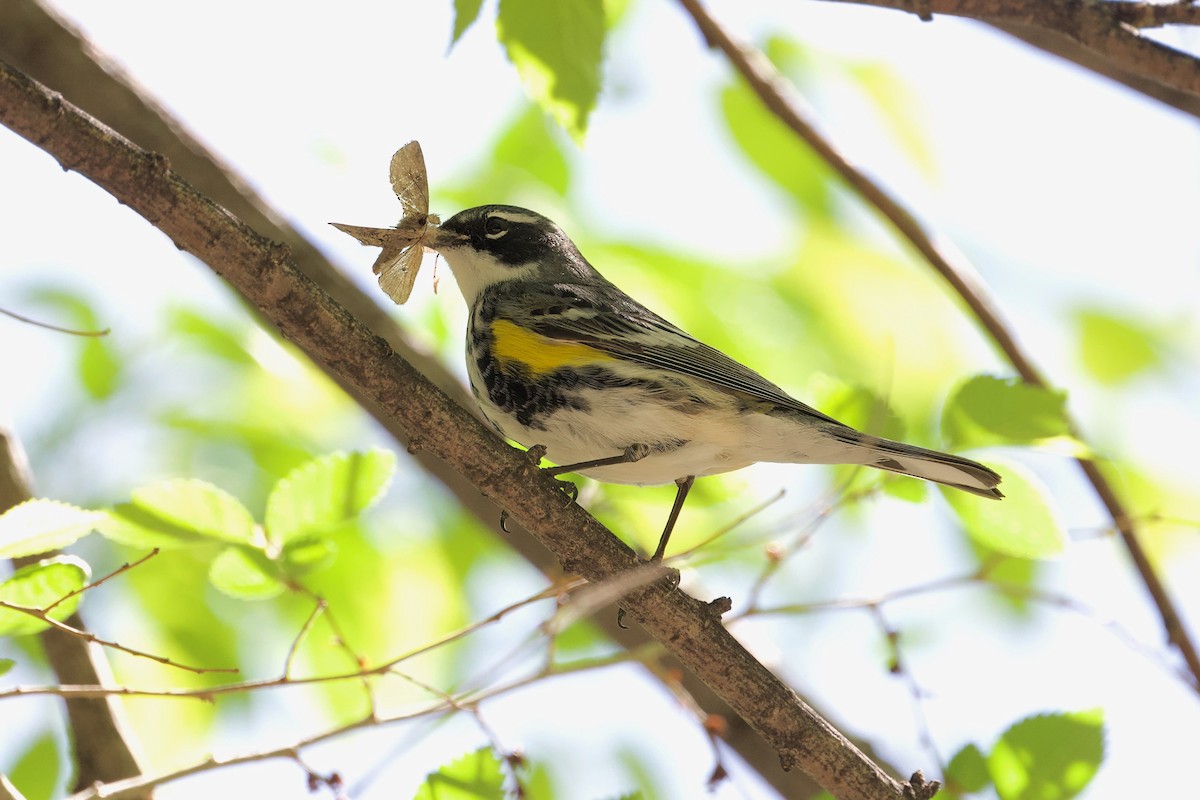 Yellow-rumped Warbler (Myrtle) - Bill Schneider