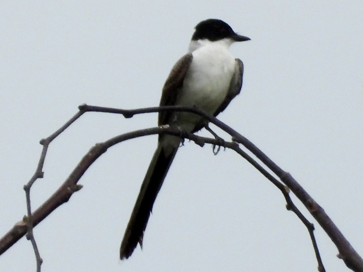 Fork-tailed Flycatcher - ML618250848