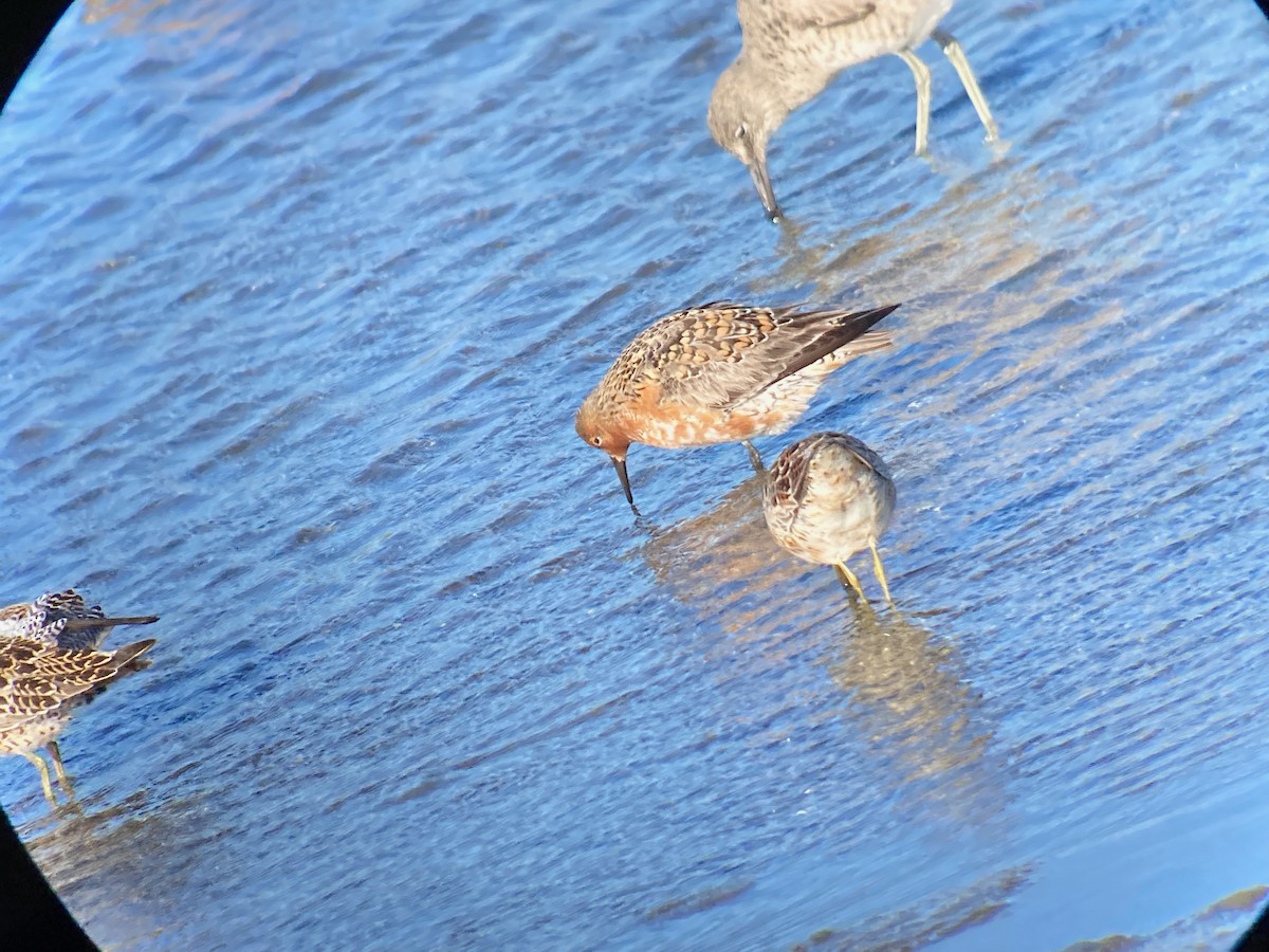 Red Knot - ML618250901