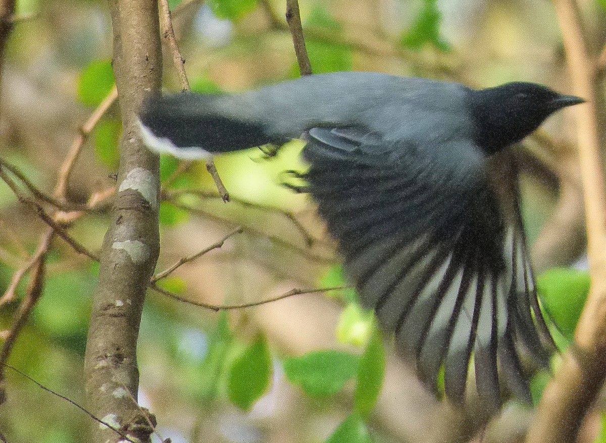 Black-headed Cuckooshrike - Gopi Sundar