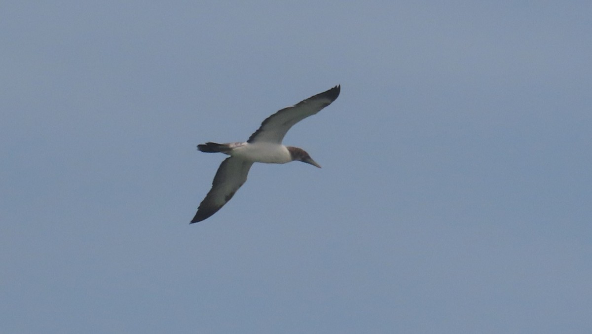 Masked Booby - ML618250926