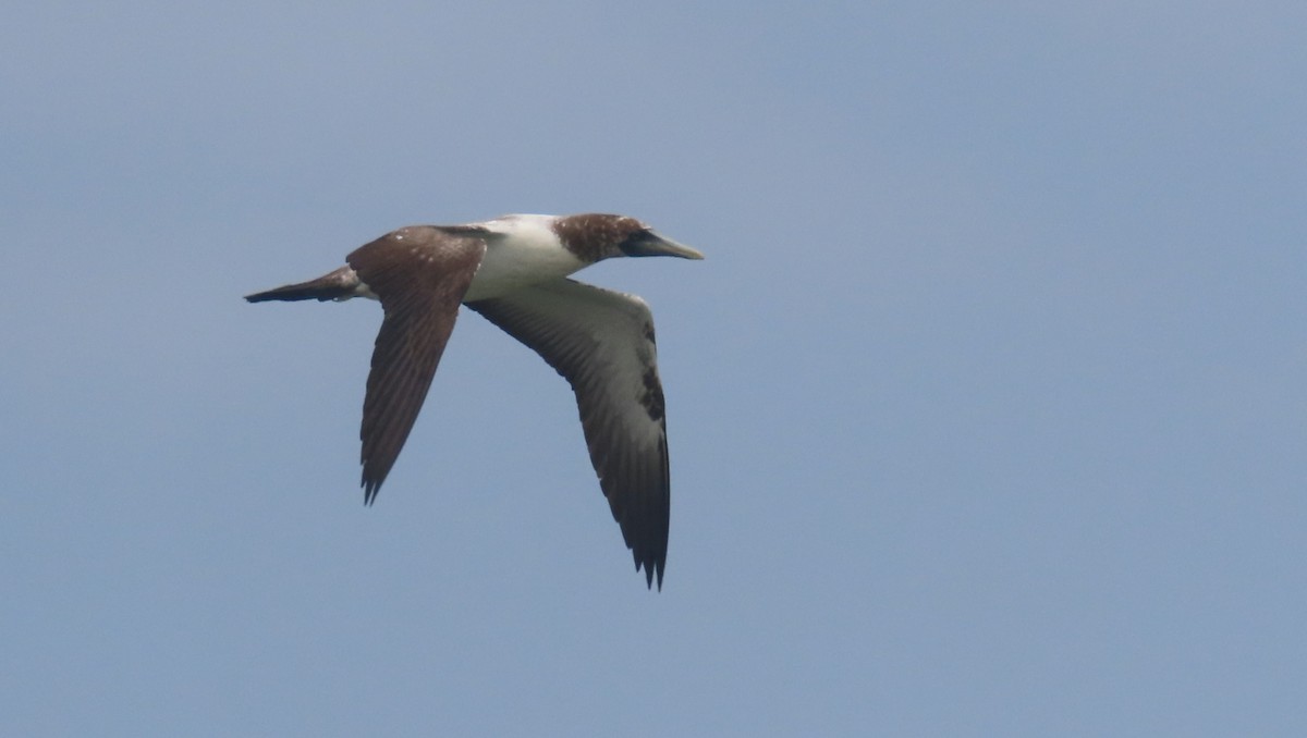 Masked Booby - ML618250929