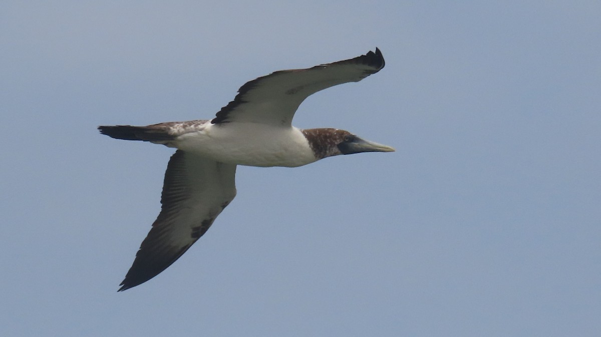 Masked Booby - ML618250930
