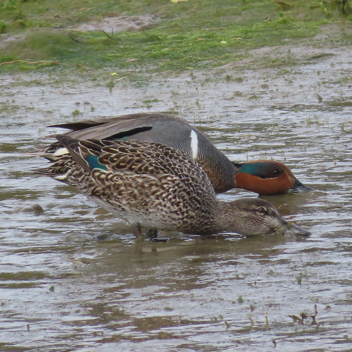 Green-winged Teal - ML618250967