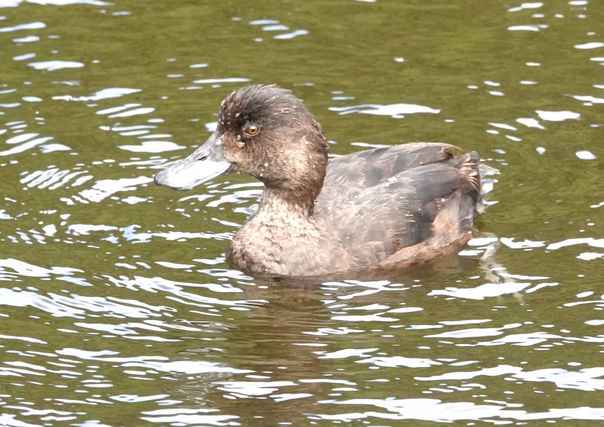 New Zealand Scaup - Peter Woodall