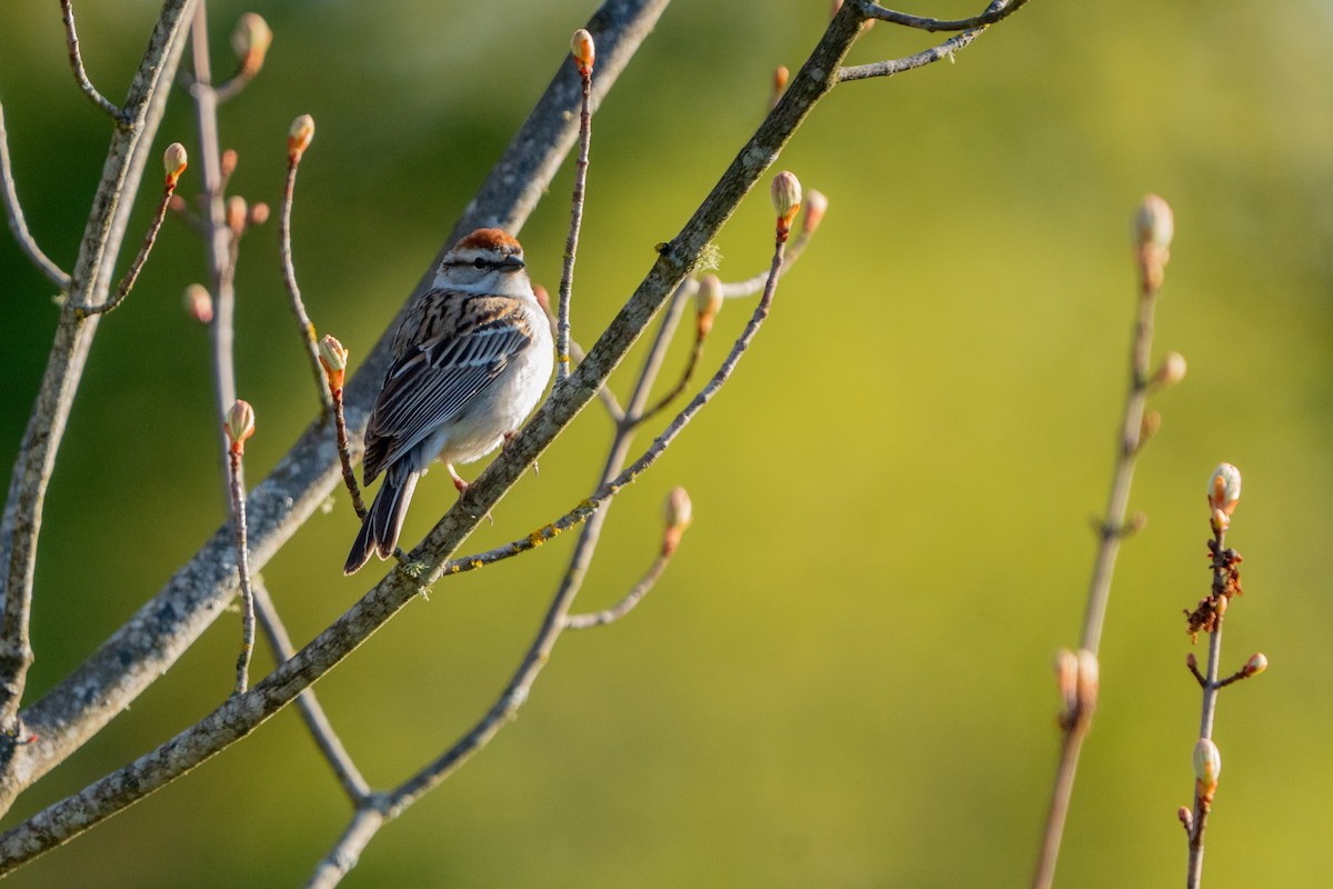 Chipping Sparrow - ML618251044