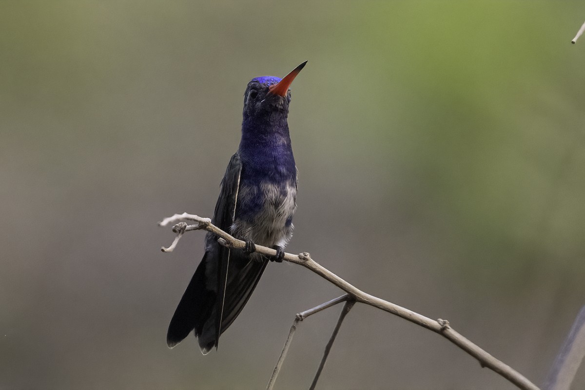 kolibřík aztécký - ML618251059