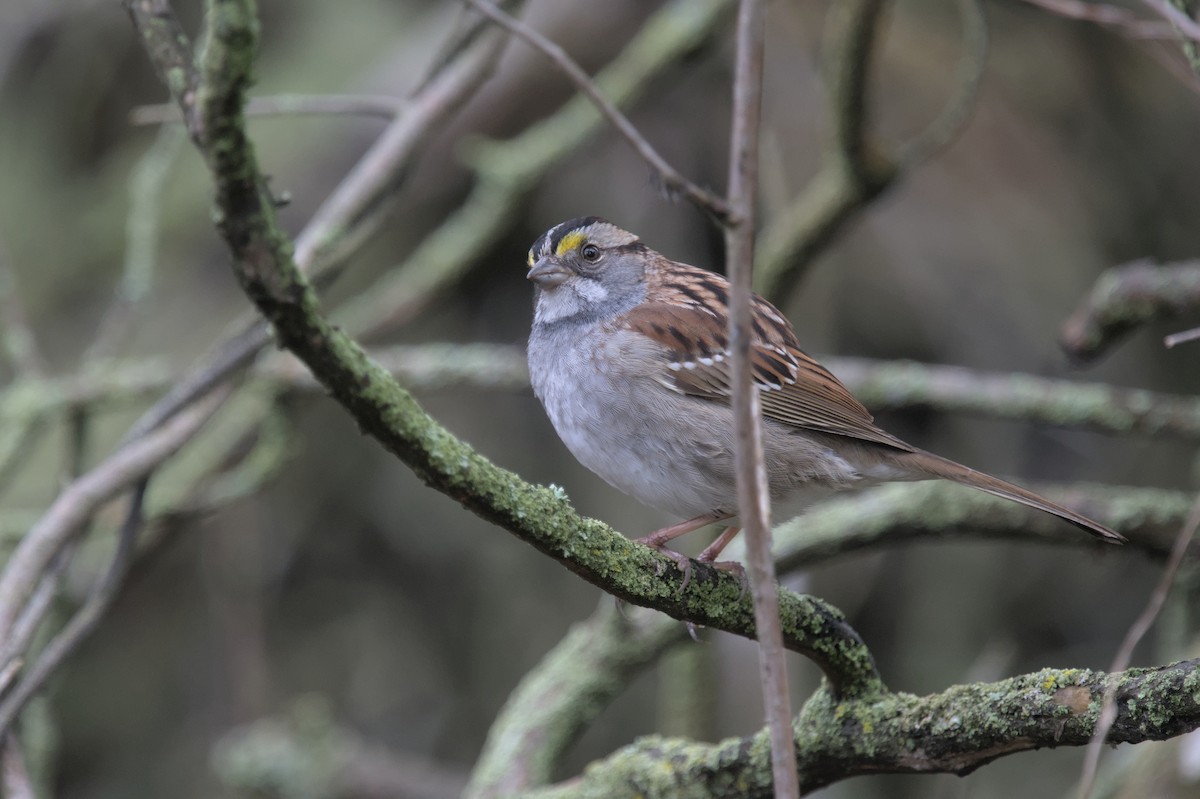 White-throated Sparrow - ML618251065
