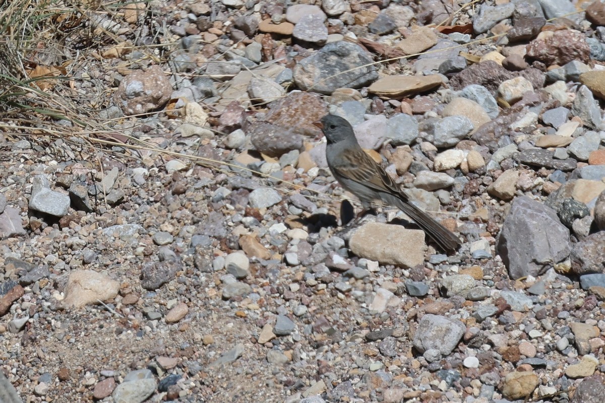 Black-chinned Sparrow - ML618251078