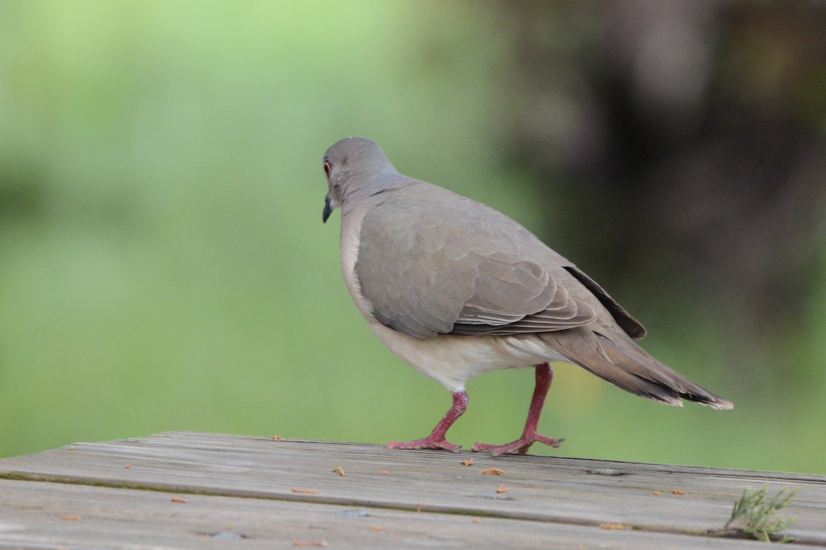 White-tipped Dove - Laura M.