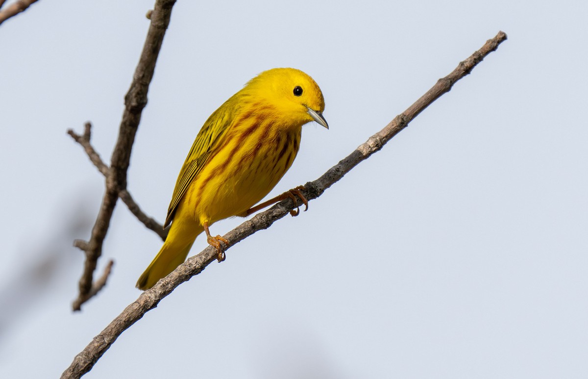 Yellow Warbler - Henry Chiu