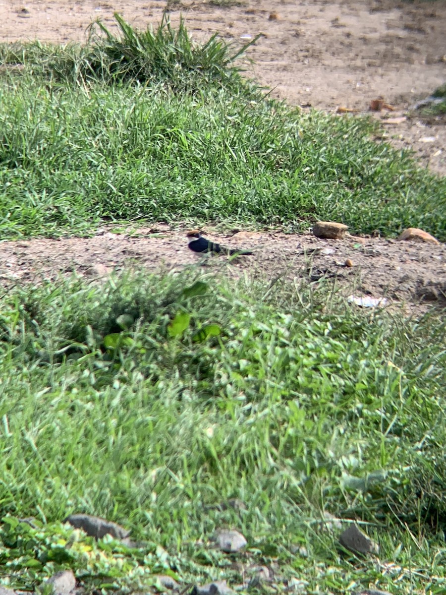 Wire-tailed Swallow - Eitan C.