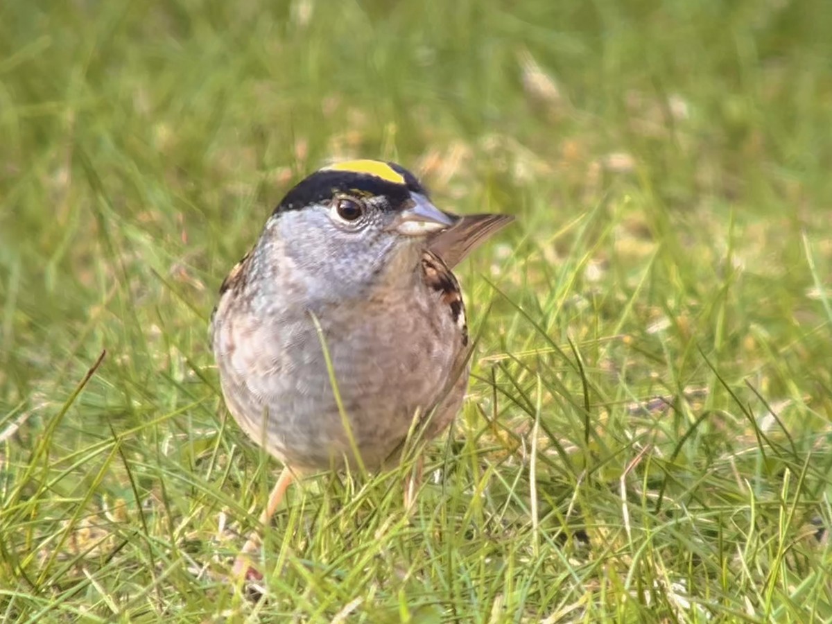 Golden-crowned Sparrow - Detlef Buettner