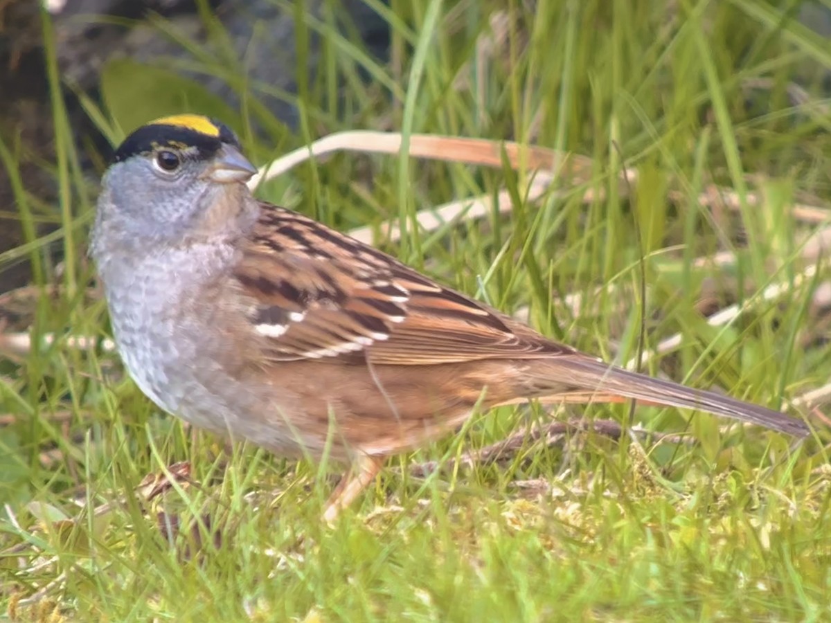 Golden-crowned Sparrow - Detlef Buettner