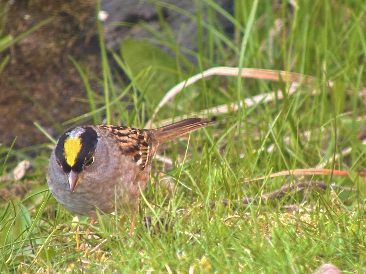 Golden-crowned Sparrow - ML618251212