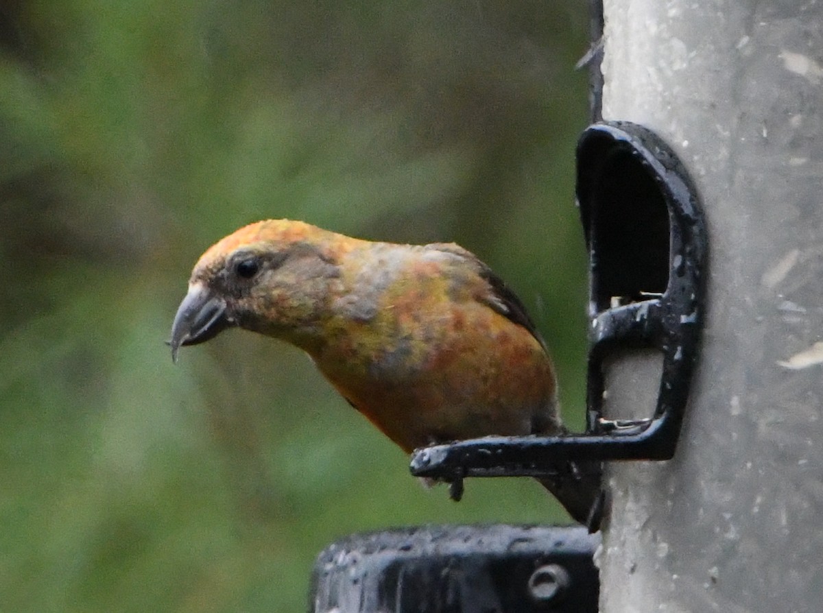 Red Crossbill - Wendy Hill
