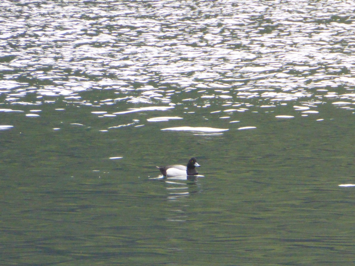 Greater Scaup - ML618251224