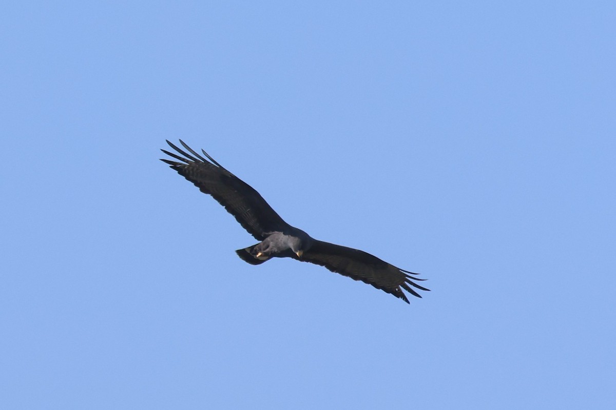 Zone-tailed Hawk - Tom Forwood JR