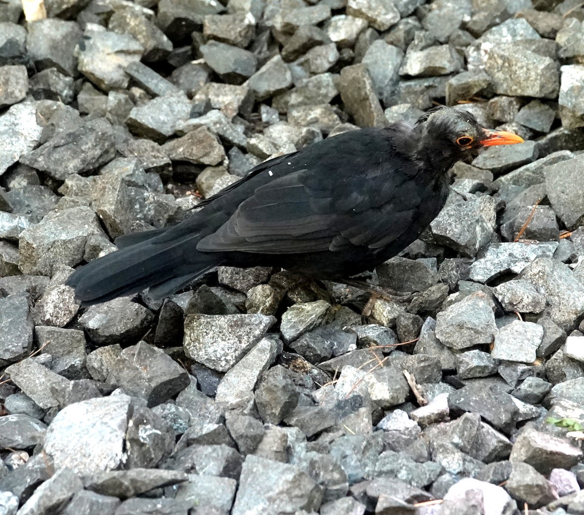 Eurasian Blackbird - Peter Woodall