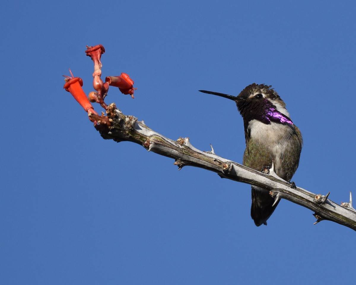 Costa's Hummingbird - Lynn Kohler