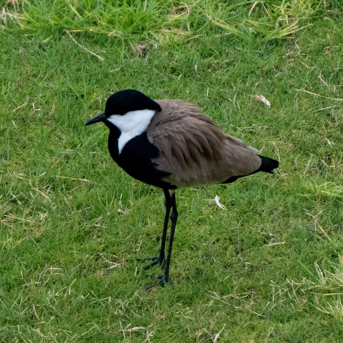 Spur-winged Lapwing - ML618251294