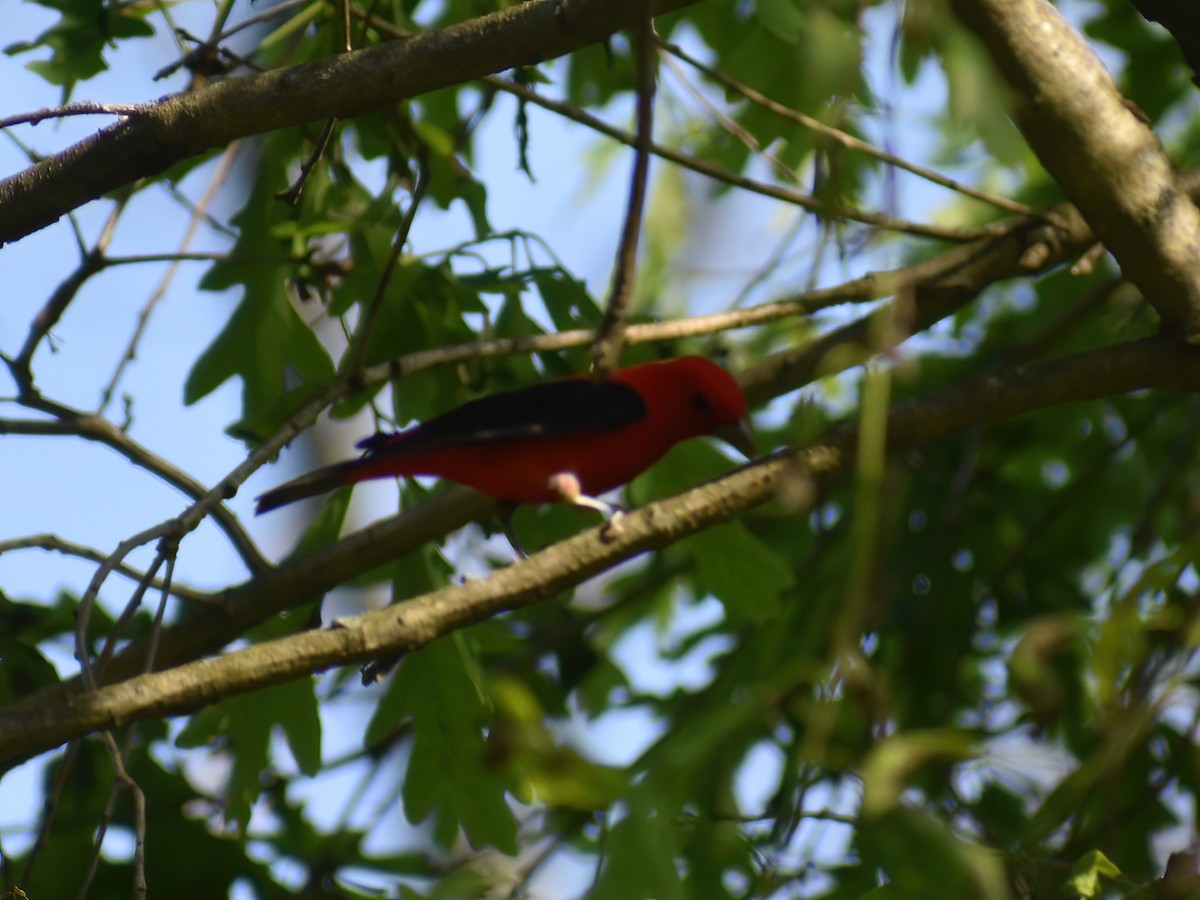 Scarlet Tanager - ML618251321
