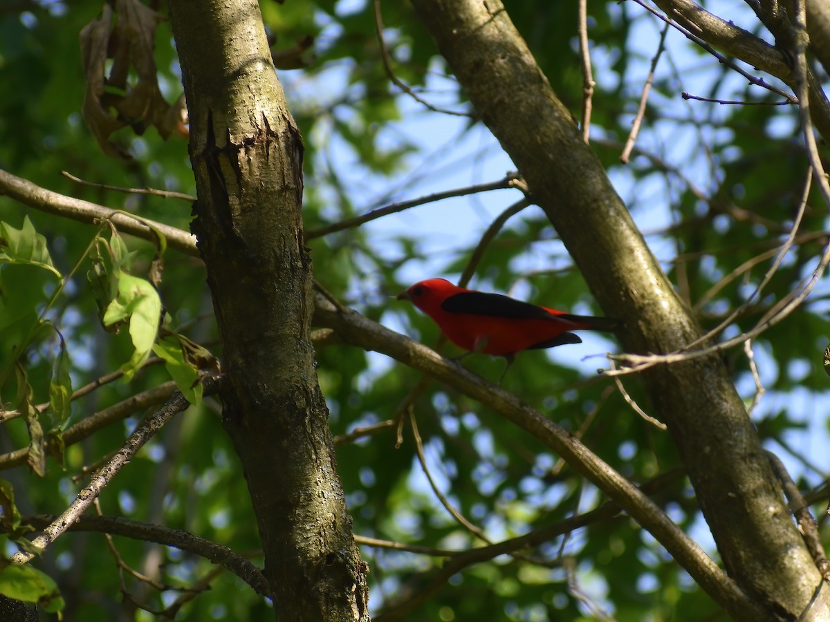 Scarlet Tanager - ML618251322