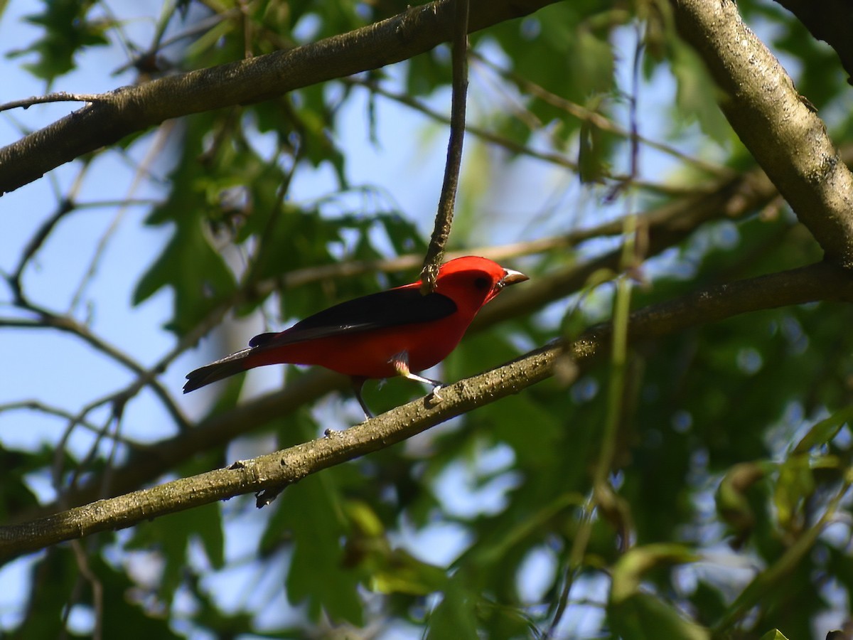 Scarlet Tanager - ML618251324