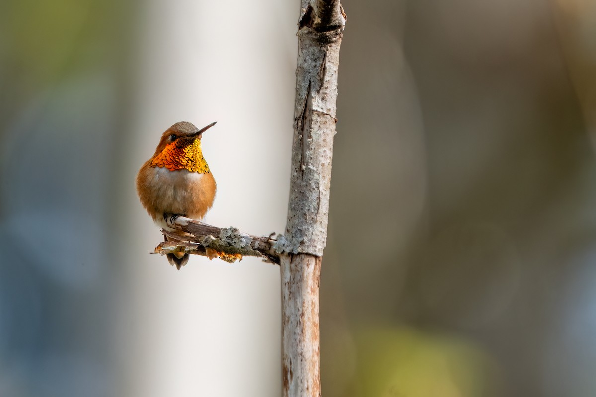 Rufous Hummingbird - Peter Lypkie
