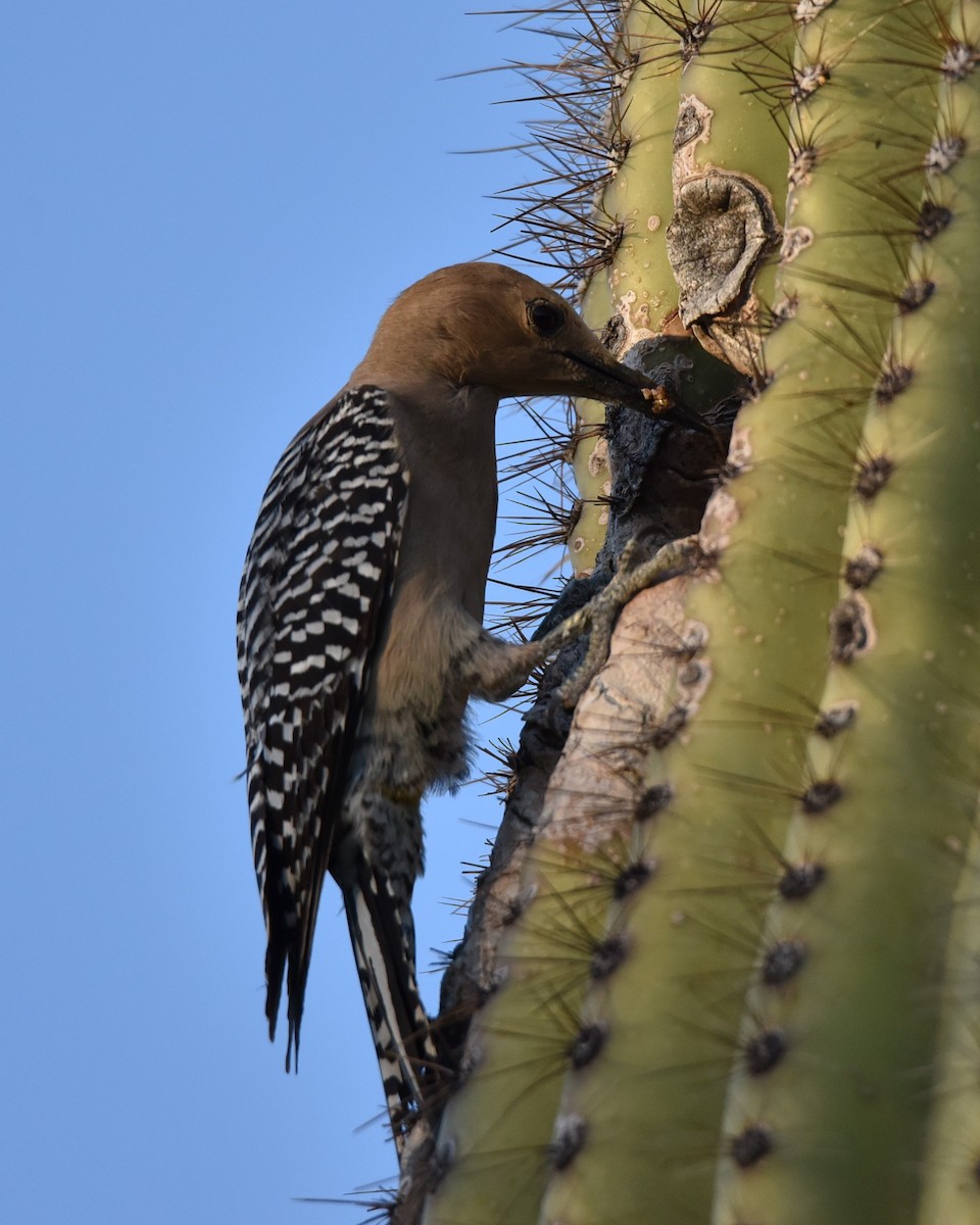 Gila Woodpecker - ML618251332
