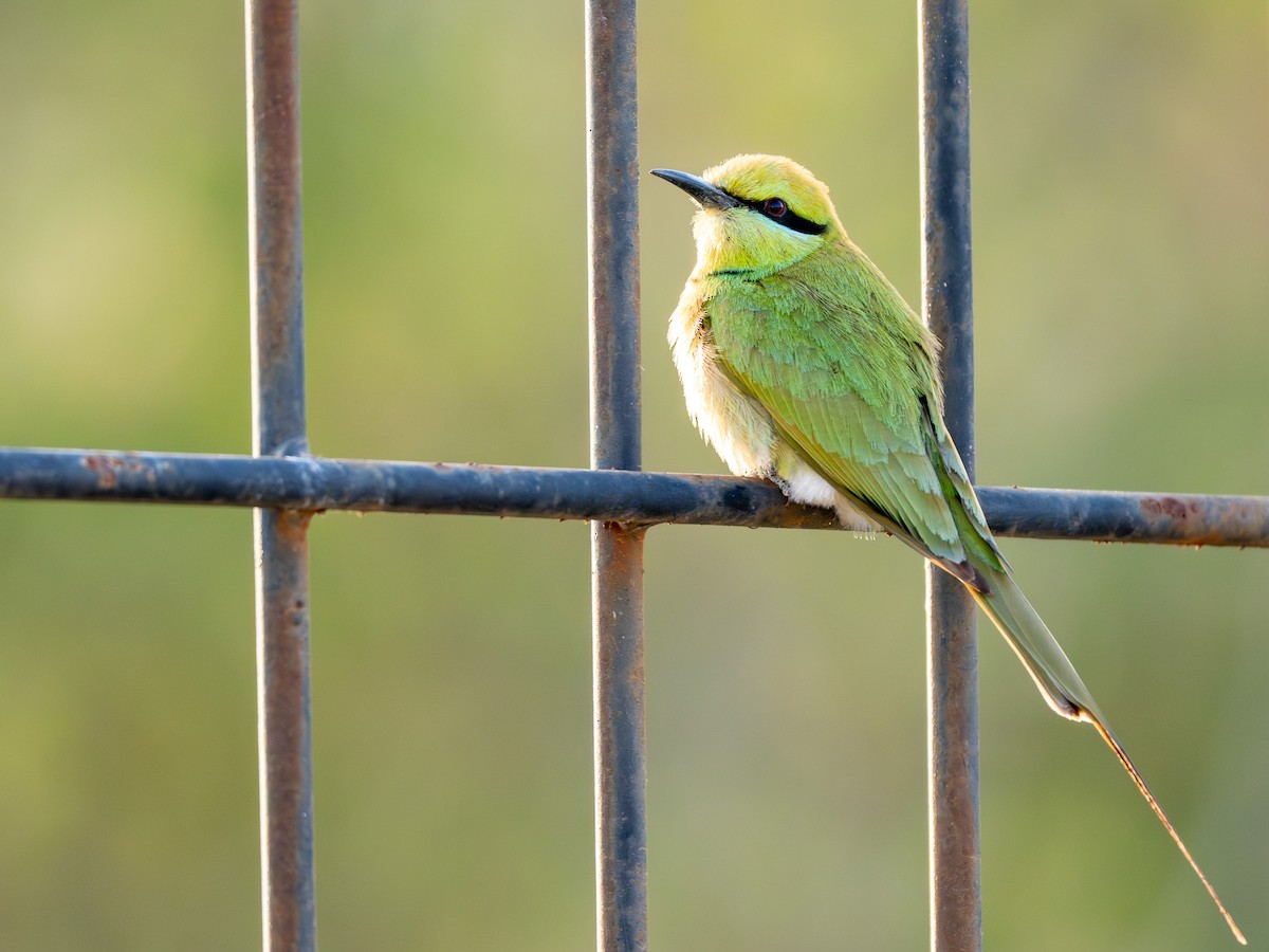African Green Bee-eater - Cyril Duran