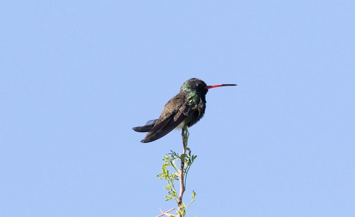 Broad-billed Hummingbird - ML618251351