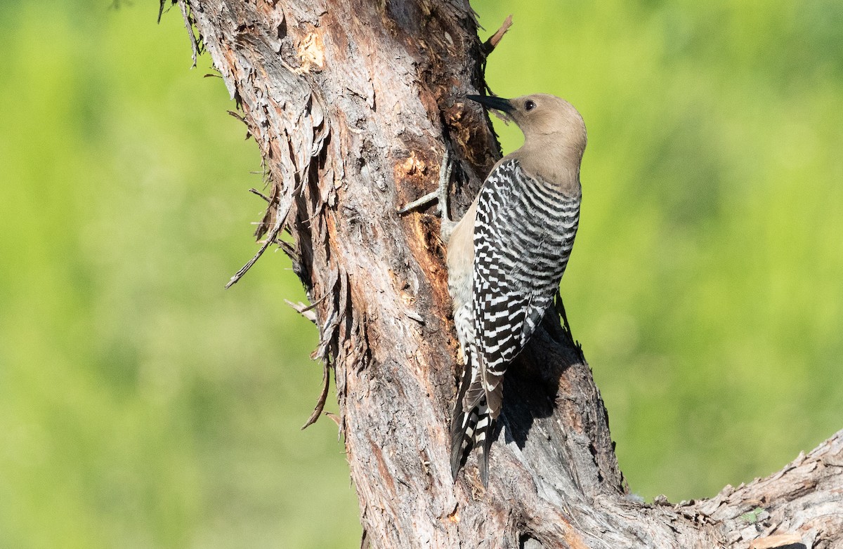 Gila Woodpecker - ML618251361