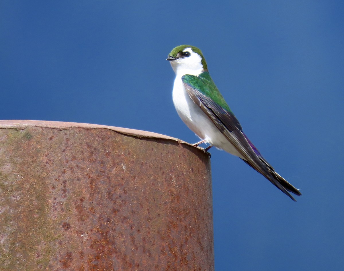 Violet-green Swallow - ML618251376